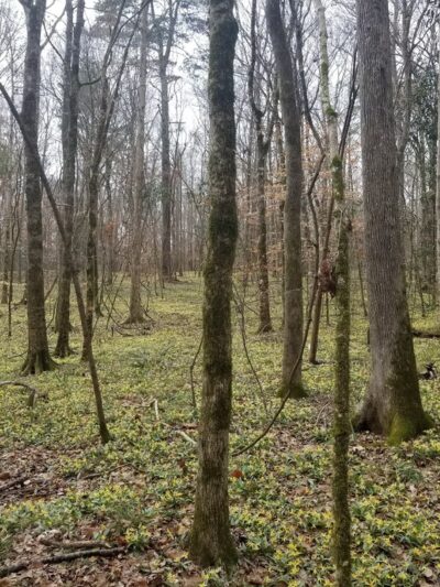 Wolf Creek Trout Lily Preserve - Whigham, GA
