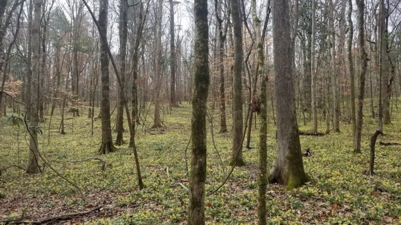 Wolf Creek Trout Lily Preserve - Whigham, GA