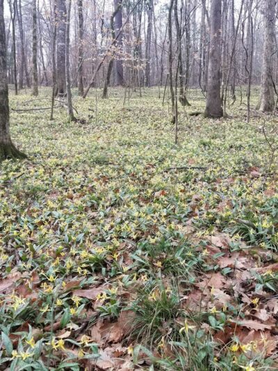 Wolf Creek Trout Lily Preserve - Whigham, GA