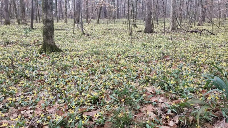 Wolf Creek Trout Lily Preserve - Whigham, GA