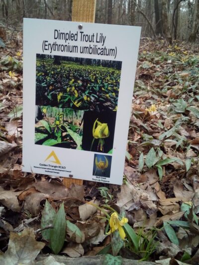 Wolf Creek Trout Lily Preserve - Whigham, GA