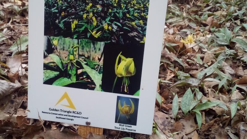 Wolf Creek Trout Lily Preserve - Whigham, GA
