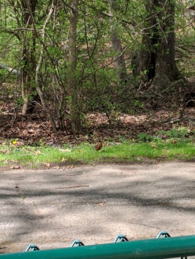 Black Brook Park - Whippany, NJ