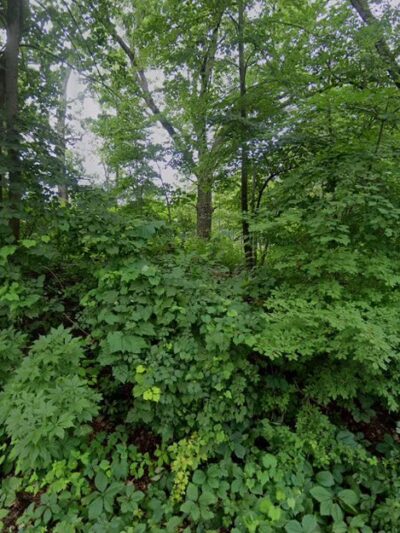 Bloomquist Park - White Bear Lake, MN