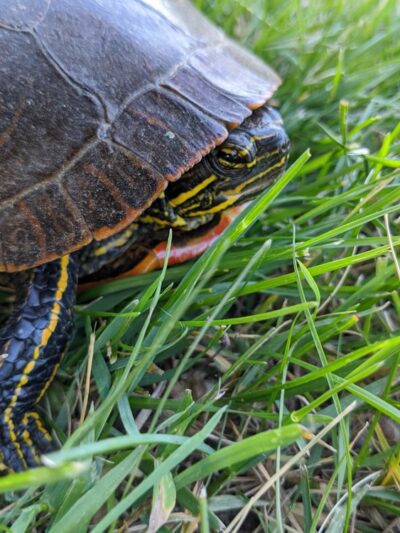 Varney Lake Park - White Bear Lake, MN