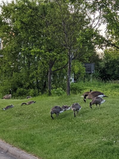 Varney Lake Park - White Bear Lake, MN
