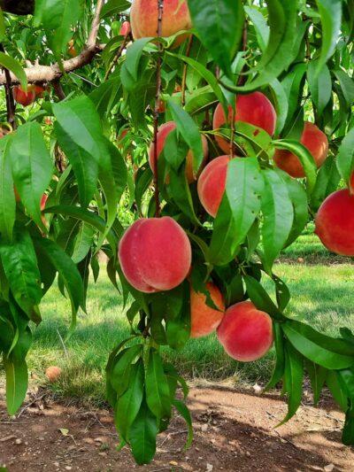 Shaw Orchards - White Hall, MD