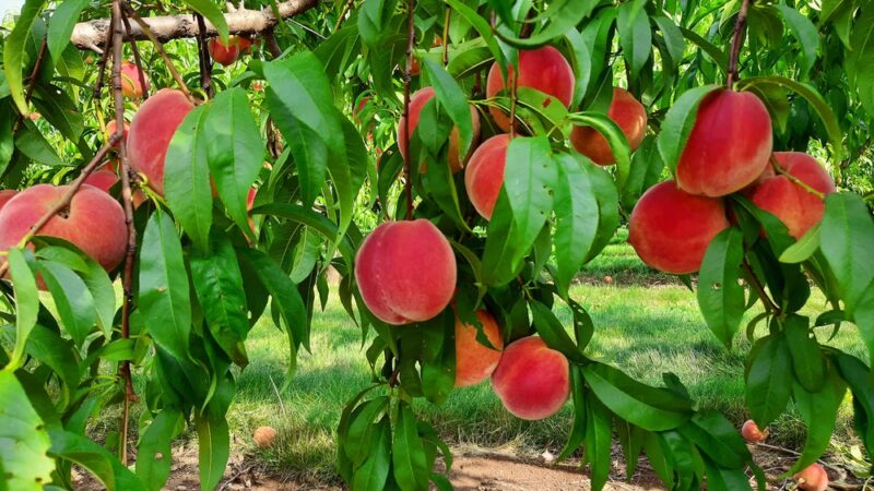 Shaw Orchards - White Hall, MD