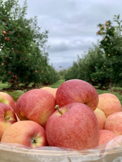Shaw Orchards - White Hall, MD