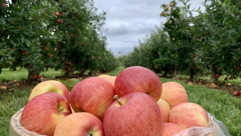Shaw Orchards - White Hall, MD