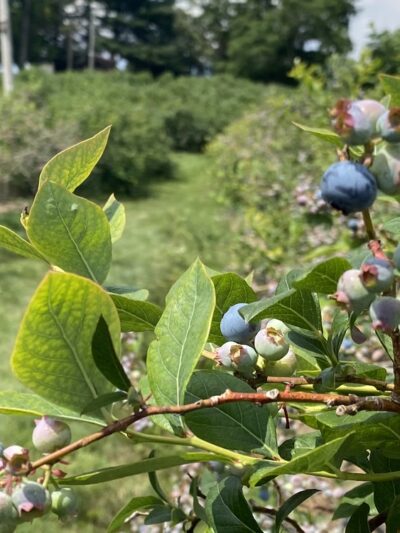 Shaw Orchards - White Hall, MD