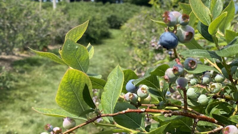Shaw Orchards - White Hall, MD