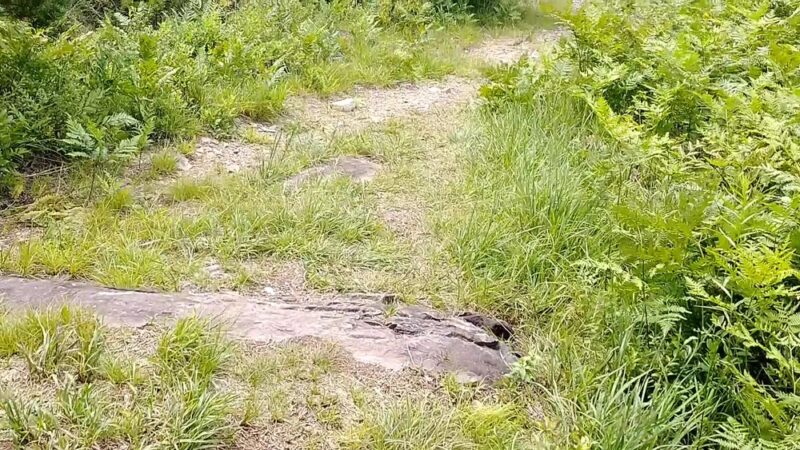 Fireline Trail (Hickory Run) - White Haven, PA