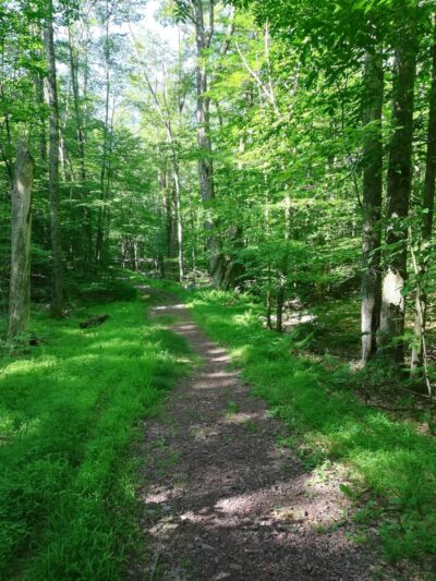Fireline Trail (Hickory Run) - White Haven, PA