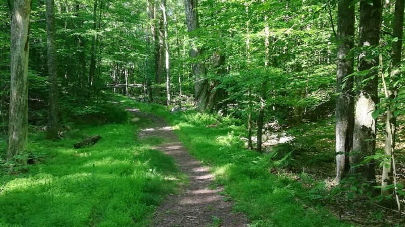 Fireline Trail (Hickory Run) - White Haven, PA