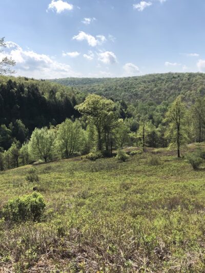 Fireline Trail (Hickory Run) - White Haven, PA