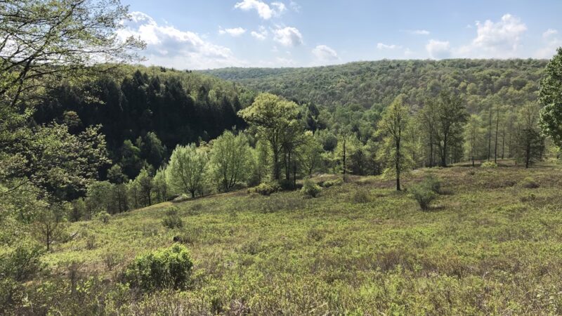 Fireline Trail (Hickory Run) - White Haven, PA