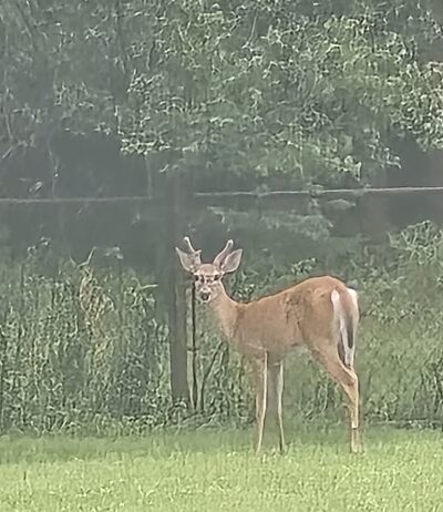 Linesville Park - White Haven, PA