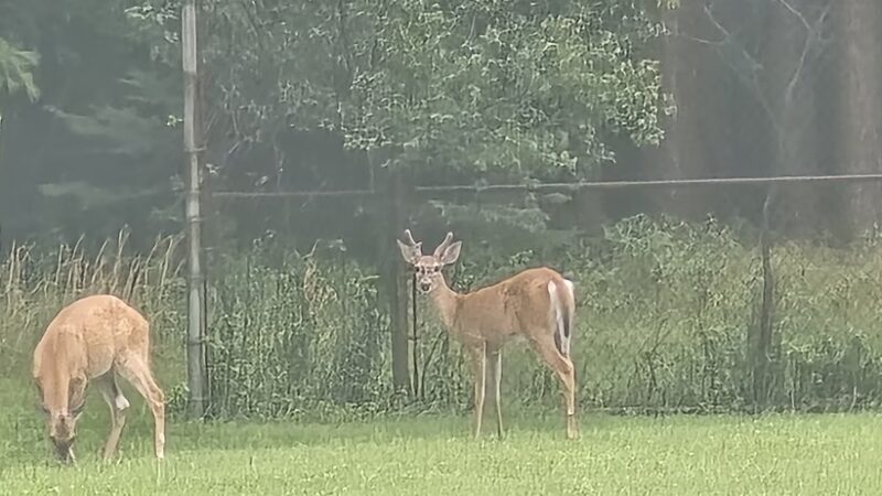 Linesville Park - White Haven, PA