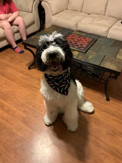 Paws Spa - White Sulphur Springs, WV