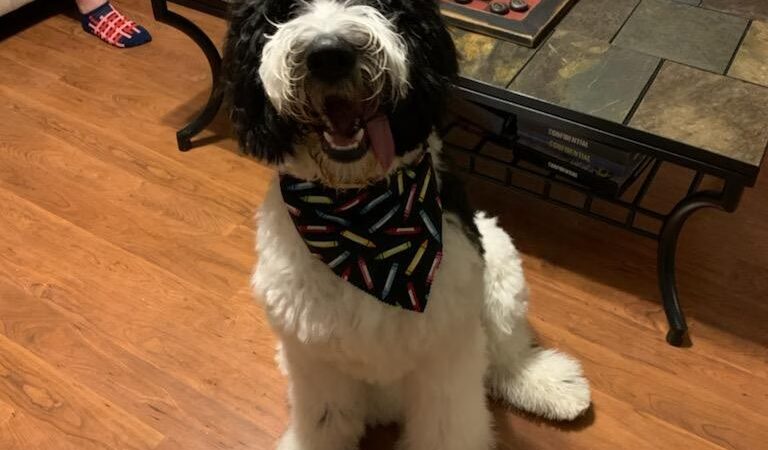 Paws Spa - White Sulphur Springs, WV