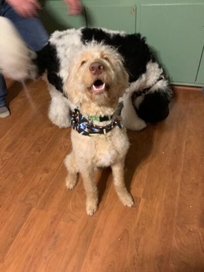 Paws Spa - White Sulphur Springs, WV