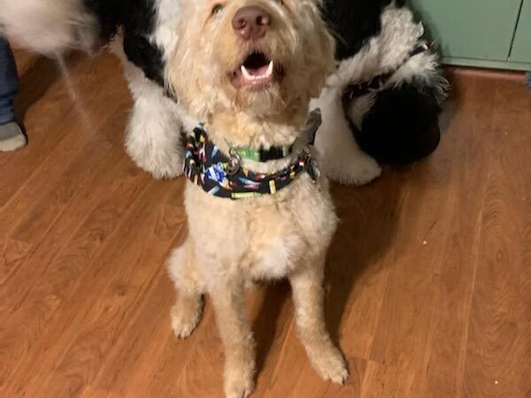 Paws Spa - White Sulphur Springs, WV