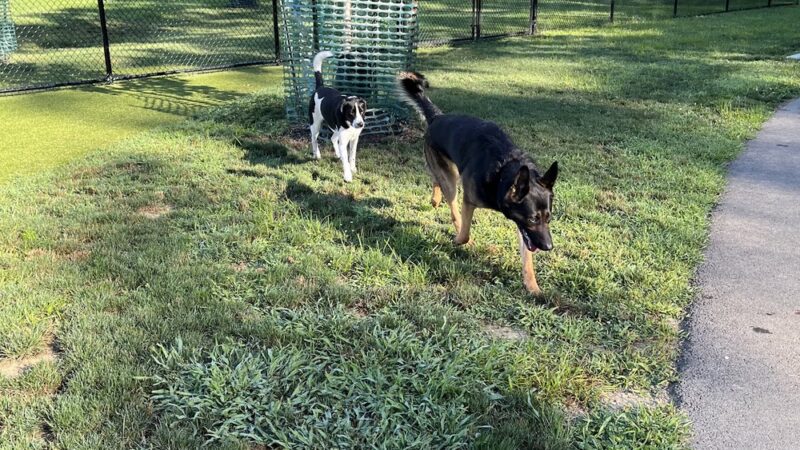 Central Bark Dog Park - Whitehall, OH