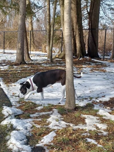 Central Bark Dog Park - Whitehall, OH