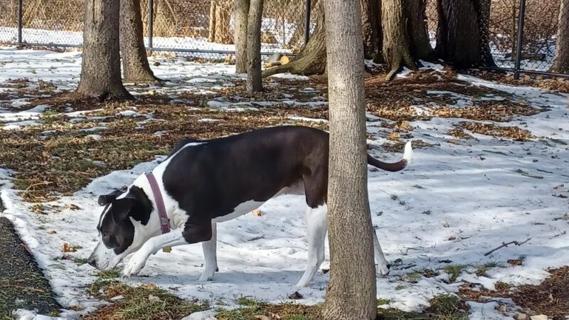 Central Bark Dog Park - Whitehall, OH