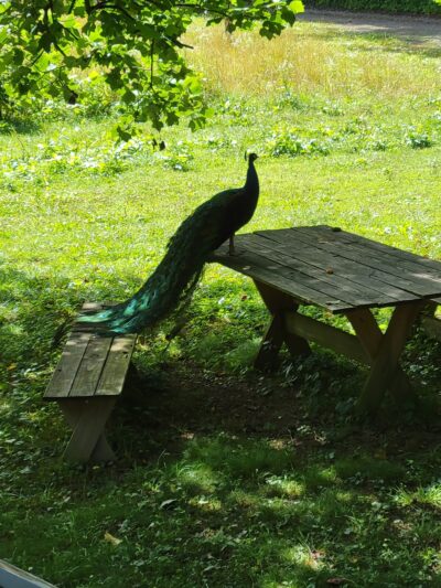 Quail Canyon Farm - Whites Creek, TN