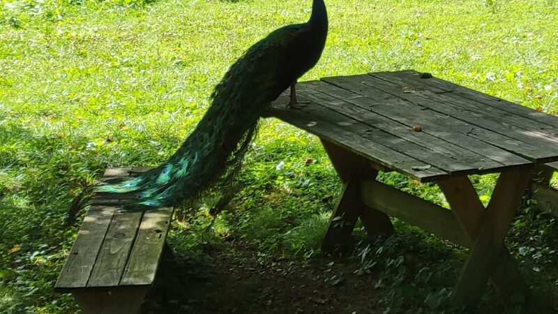 Quail Canyon Farm - Whites Creek, TN