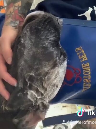 Whitestone Doghouse - Whitestone, NY