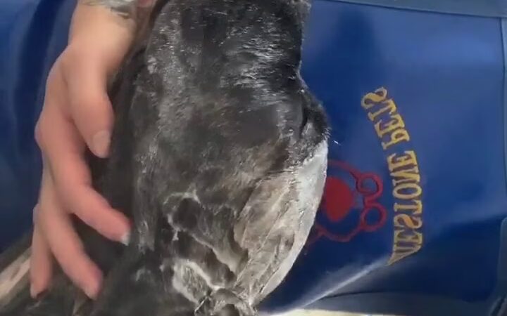 Whitestone Doghouse - Whitestone, NY