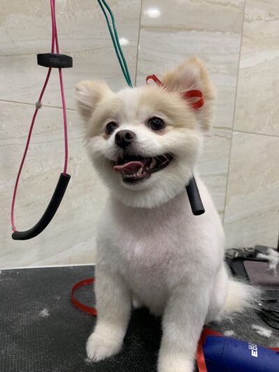 Whitestone Doghouse - Whitestone, NY