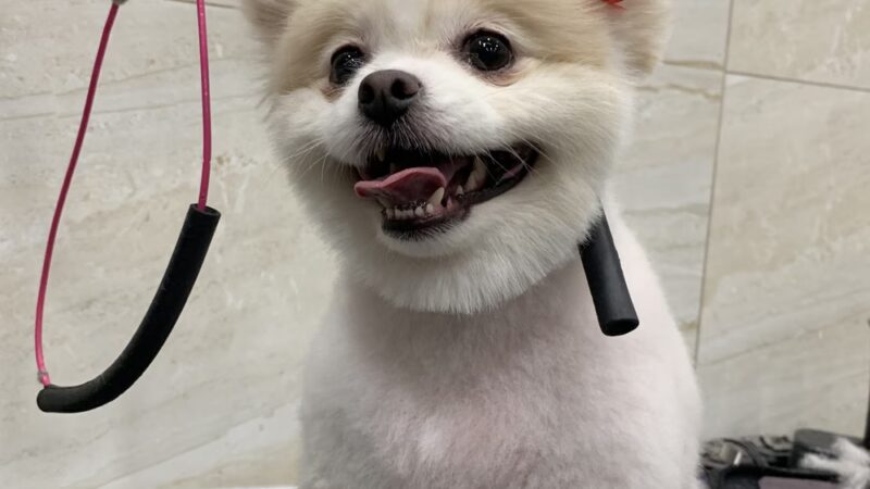 Whitestone Doghouse - Whitestone, NY