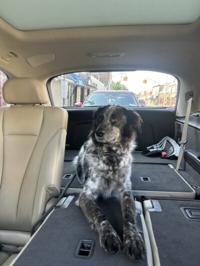 Whitestone Doghouse - Whitestone, NY