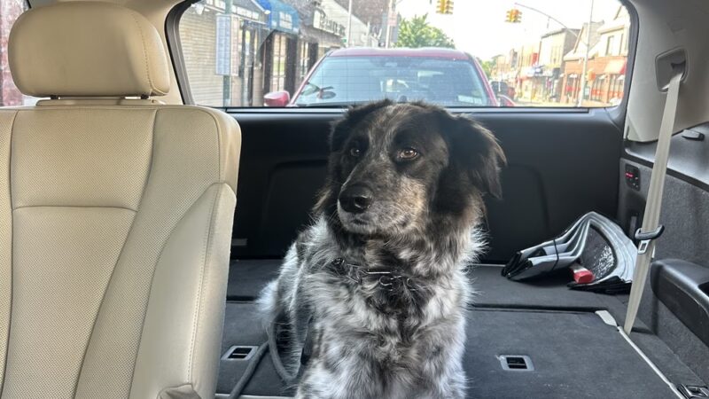 Whitestone Doghouse - Whitestone, NY