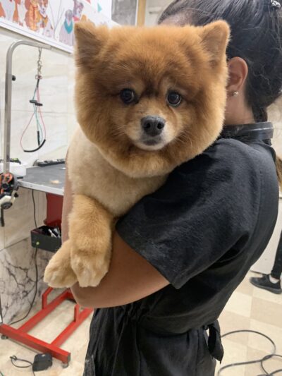 Whitestone Doghouse - Whitestone, NY