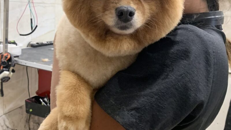 Whitestone Doghouse - Whitestone, NY