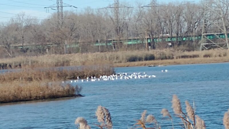 Forsythe Park - Whiting, IN