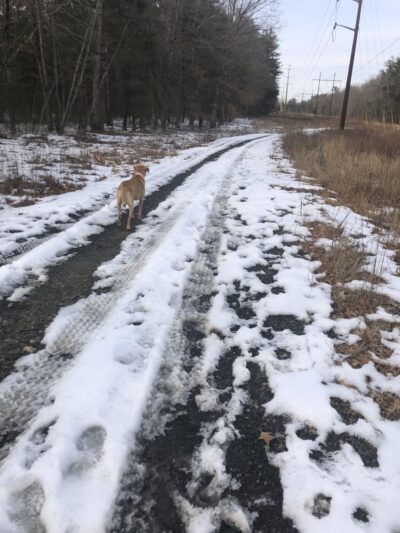 Alton’s Way Trailwalk - Wilbraham, MA