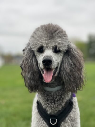 K9 Capers - Wilbraham, MA