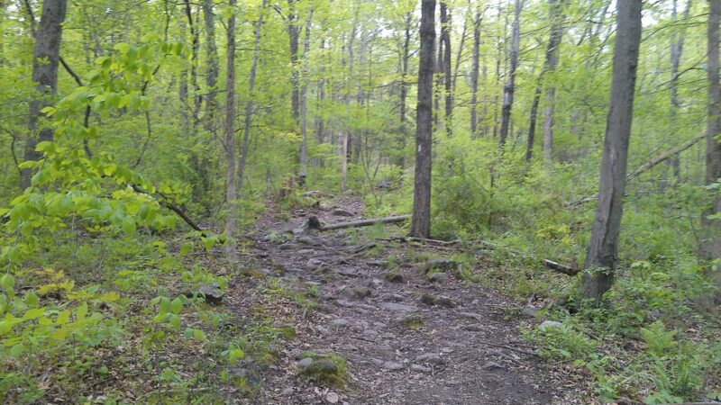 Rice Preserve / Sunrise Peak Trailwalk - Wilbraham, MA