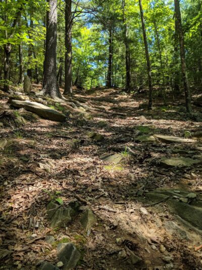 Rice Preserve / Sunrise Peak Trailwalk - Wilbraham, MA