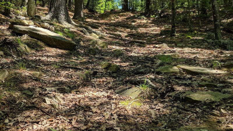 Rice Preserve / Sunrise Peak Trailwalk - Wilbraham, MA