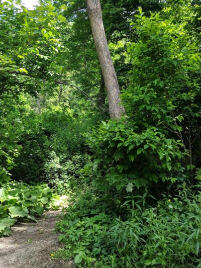 Rice Preserve / Sunrise Peak Trailwalk - Wilbraham, MA