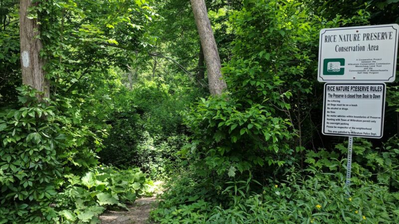 Rice Preserve / Sunrise Peak Trailwalk - Wilbraham, MA