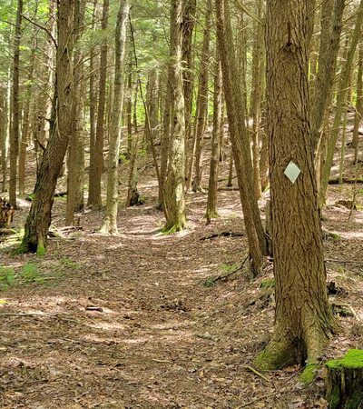 Black Cherry National Recreation Interpretive Trail - Trailhead - Wilcox, PA