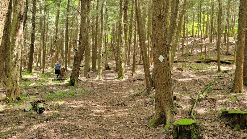 Black Cherry National Recreation Interpretive Trail - Trailhead - Wilcox, PA